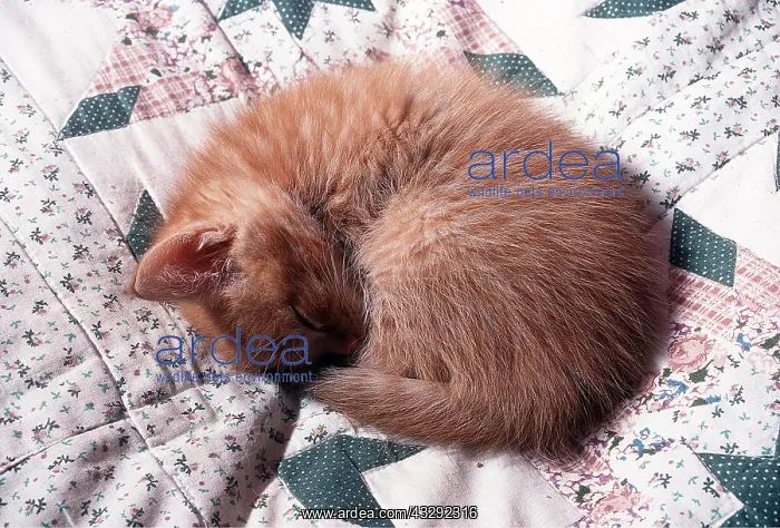: Cat - MAINE COON KITTEN - Sleeping on bed : Cat - MAINE COON KITTEN - Sleeping on bed