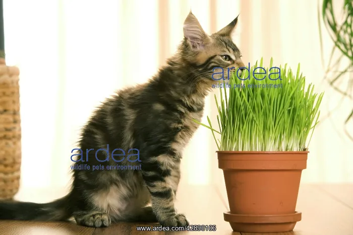 : Cat - Maine Coon kitten sniffing / eating grass in flowerpot : Cat - Maine Coon kitten sniffing / eating grass in flowerpot
