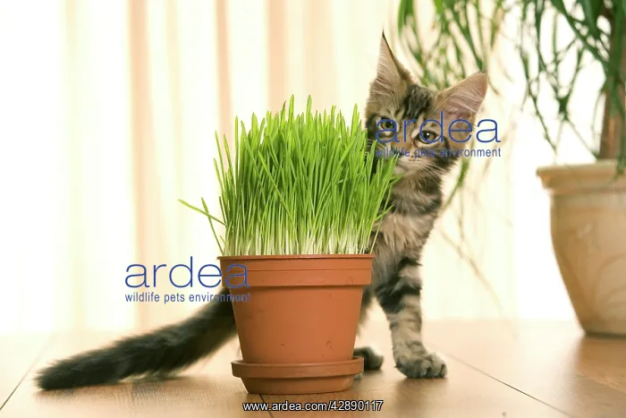 : Cat - Maine Coon kitten sniffing grass in flowerpot : Cat - Maine Coon kitten sniffing grass in flowerpot