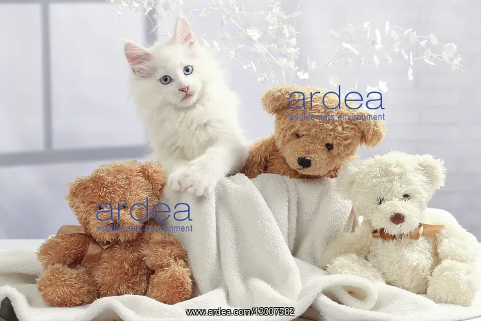  : Cat Maine Coon kitten with teddy bears