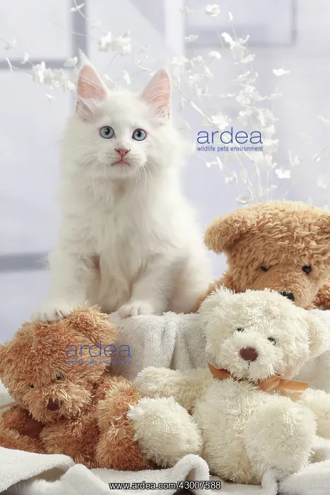  : Cat Maine Coon kitten with teddy bears