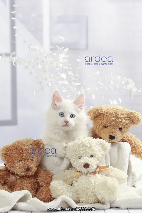  : Cat Maine Coon kitten with teddy bears