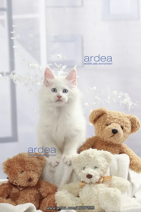  : Cat Maine Coon kitten with teddy bears