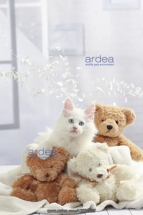  : Cat Maine Coon kitten with teddy bears