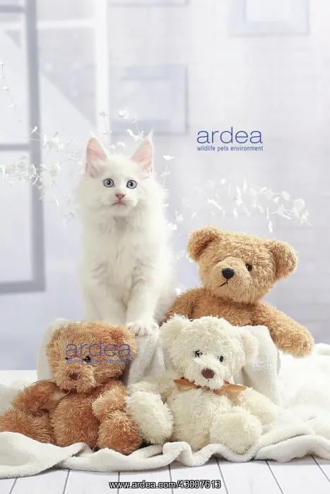  : Cat Maine Coon kitten with teddy bears