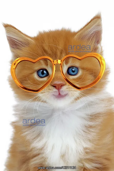 : Cat - Maine Coon kitten wearing gold heart shaped glasses : Cat - Maine Coon kitten wearing gold heart shaped glasses