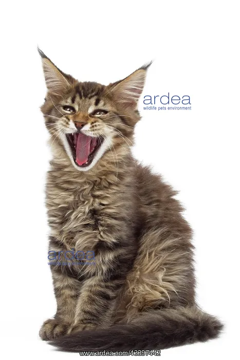 : Cat - Maine Coon kitten yawning