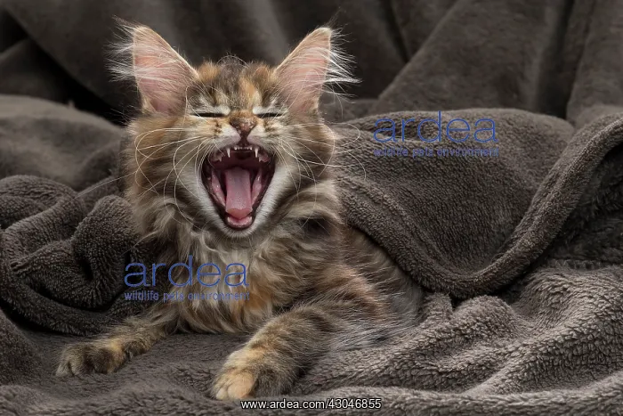  : Cat Maine Coon kitten yawning mouth open