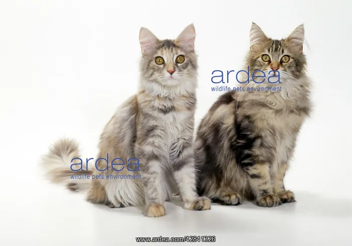  : Cat - Maine Coon kittens, 4 1 / 2 months old, x2