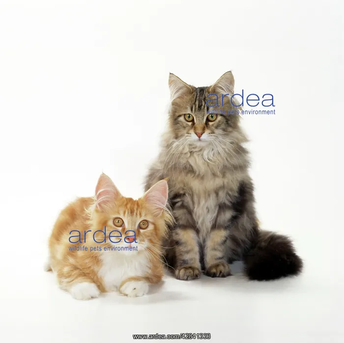 : Cat - Maine Coon kittens, 4 1 / 2 months old, x2 : Cat - Maine Coon kittens, 4 1 / 2 months old, x2