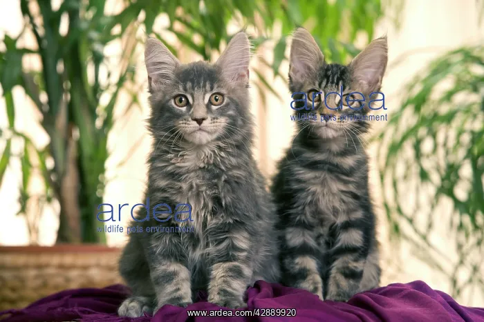  : Cat - Maine Coon - two kittens