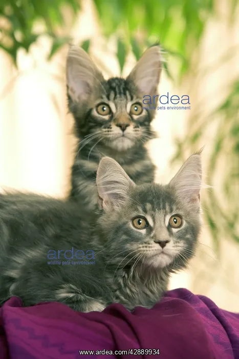  : Cat - Maine Coon - two kittens