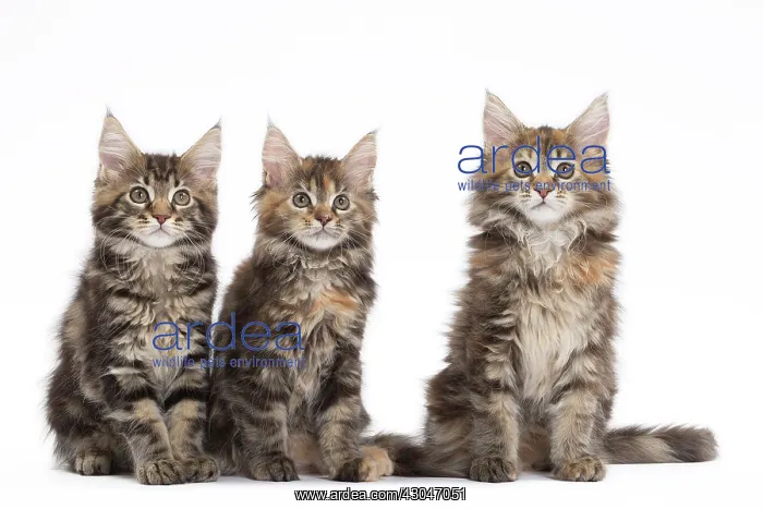  : Cat Maine Coon kittens