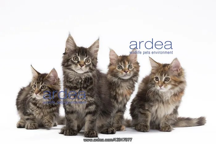  : Cat Maine Coon kittens