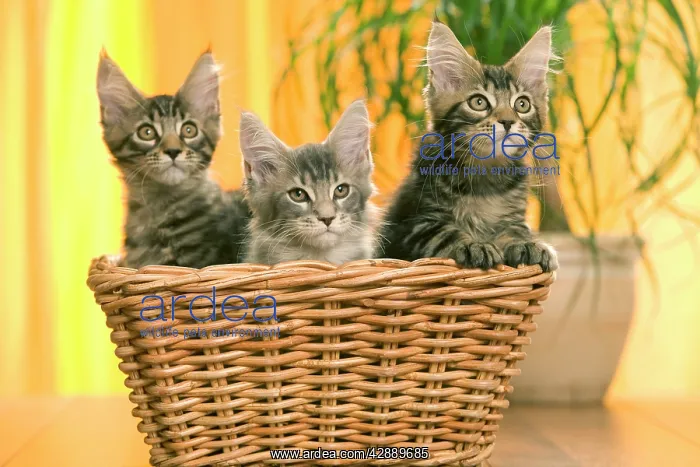  : Cat - three Maine Coon kittens in basket