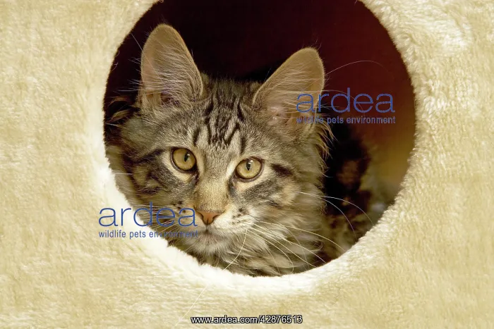  : Cat - Maine Coon looking out of cat house