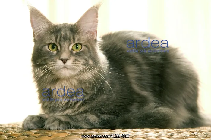  : Cat - Maine Coon - Lying down