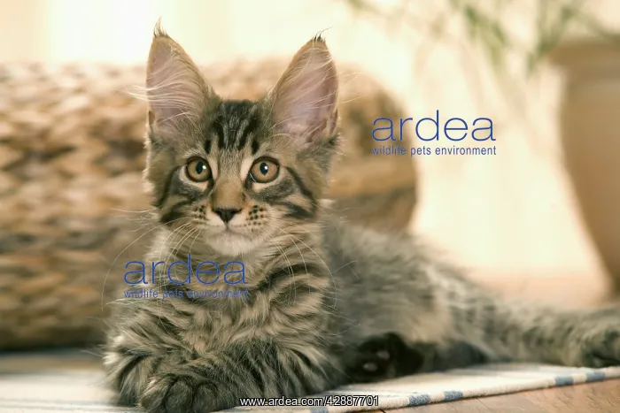  : Cat - Maine Coon - Lying down