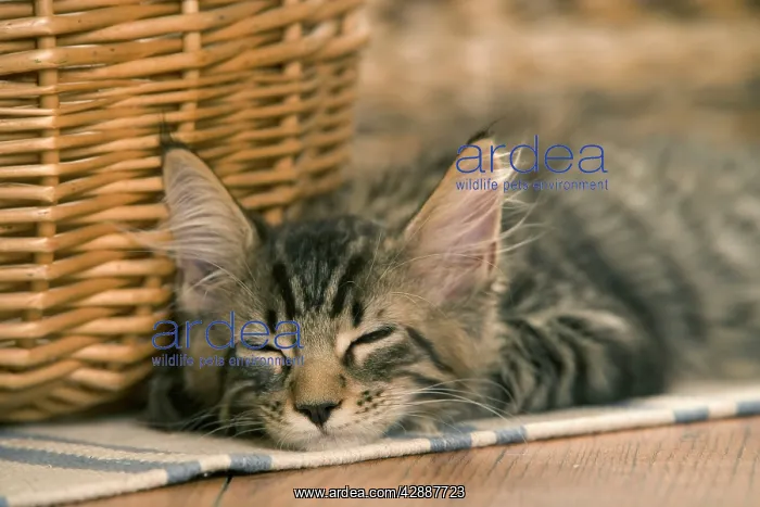  : Cat - Maine Coon - Lying down asleep