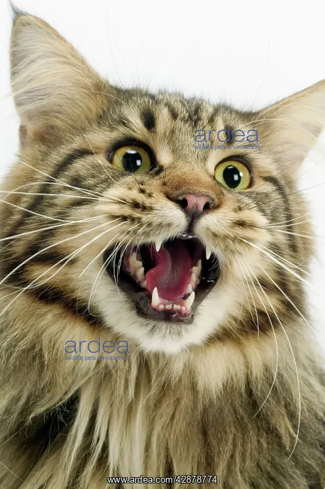 : Cat - Maine Coon with mouth open, showing teeth : Cat - Maine Coon with mouth open, showing teeth