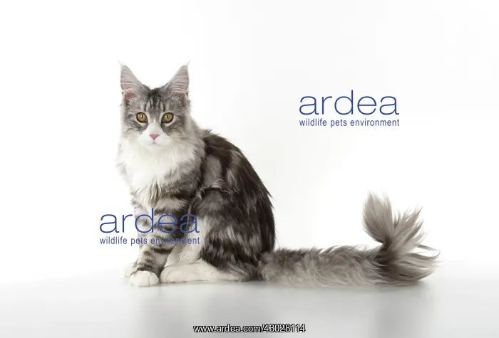 : Cat Maine Coon sitting : Cat Maine Coon sitting