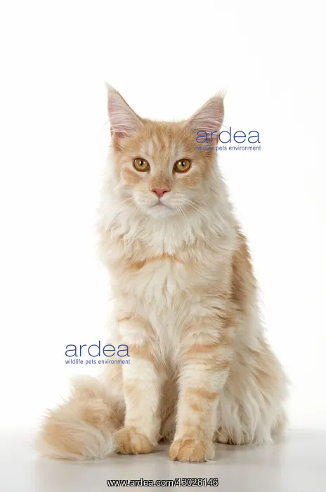 : Cat Maine Coon sitting : Cat Maine Coon sitting