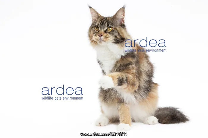  : Cat Maine Coon sitting raised paw