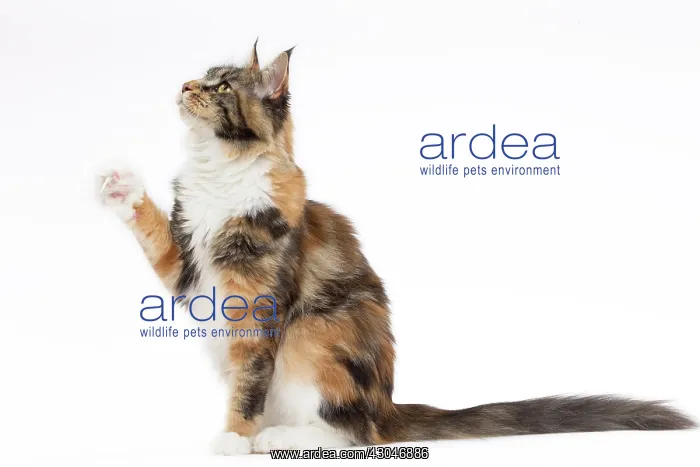 : Cat Maine Coon sitting raised paw