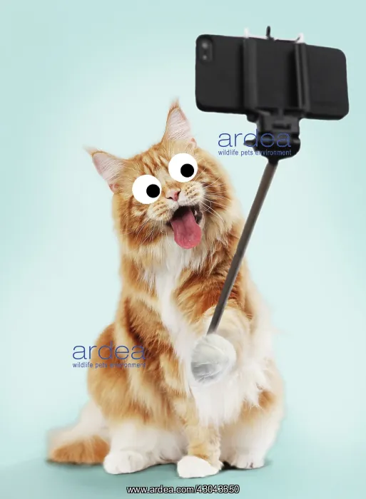 : Cat - Maine Coon taking a selfie, pulling a face : Cat - Maine Coon taking a selfie, pulling a face