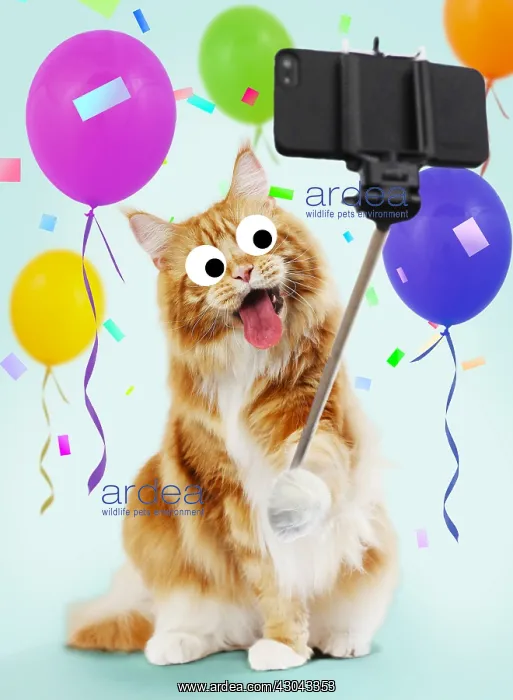 : Cat - Maine Coon taking a selfie, pulling a face : Cat - Maine Coon taking a selfie, pulling a face