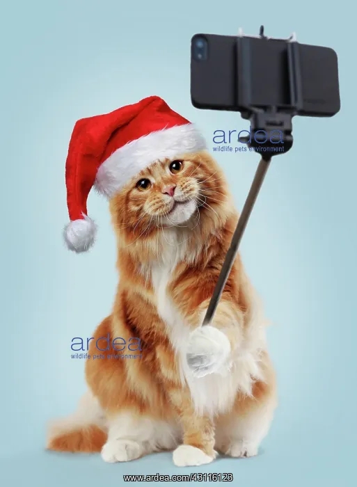 : Cat, Maine Coon taking a selfie, wearing Christmas : Cat, Maine Coon taking a selfie, wearing Christmas