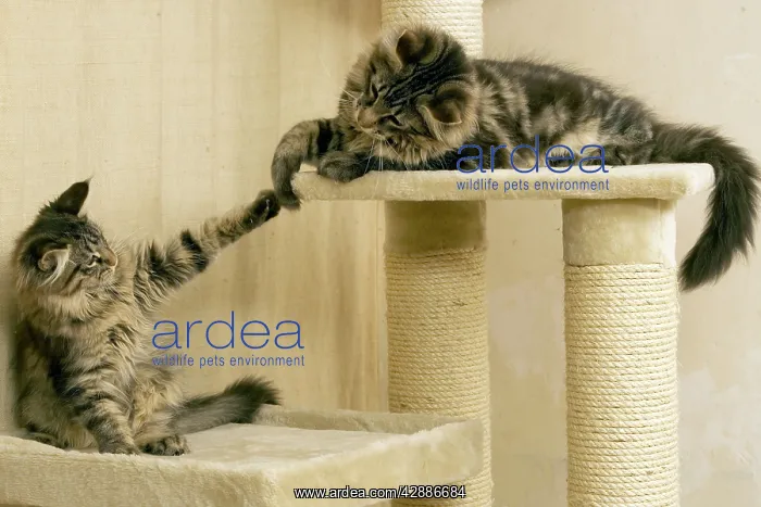 : Cat - Maine coons playing on scratching post : Cat - Maine coons playing on scratching post