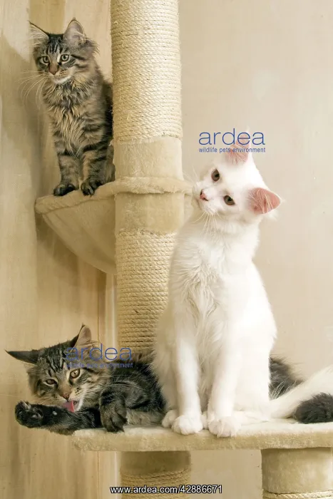 : Cat - Maine coons on scratching post : Cat - Maine coons on scratching post