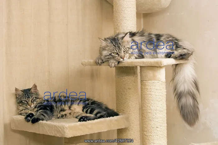 : Cat - Two Maine Coons sleeping on platforms of : Cat - Two Maine Coons sleeping on platforms of