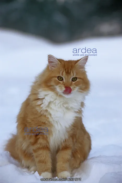 : CAT - male ginger and white tabby sitting in snow : CAT - male ginger and white tabby sitting in snow