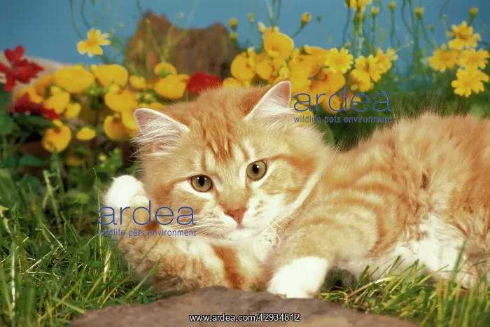 : Cat - male orange and white tabby kitten lying in flowers : Cat - male orange and white tabby kitten lying in flowers