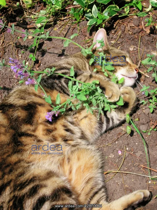 : Cat male Tabby rolling ecstatically on catnip / : Cat male Tabby rolling ecstatically on catnip /
