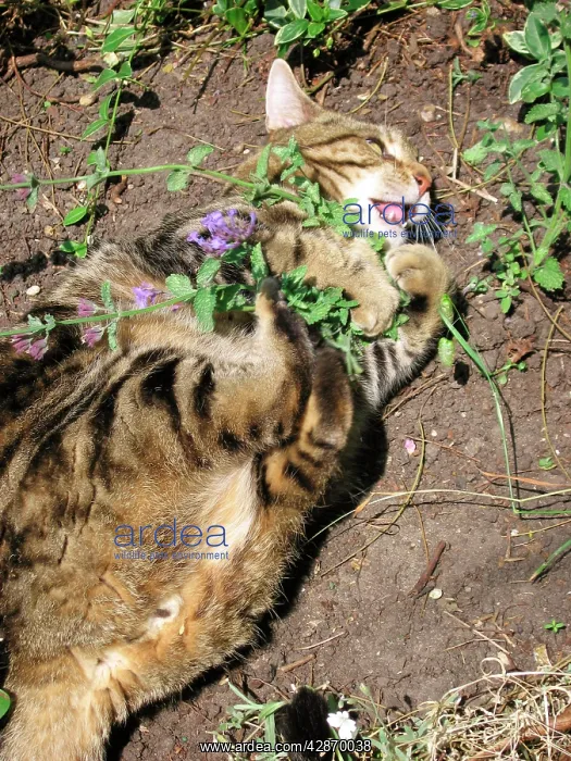 : Cat - male Tabby rolling ecstatically on catnip : Cat - male Tabby rolling ecstatically on catnip