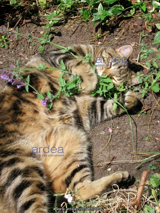 : Cat - male Tabby rolling ecstatically on catnip : Cat - male Tabby rolling ecstatically on catnip