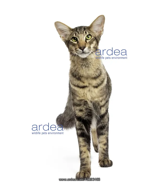 : Cat - Mandarin : Cat - Mandarin