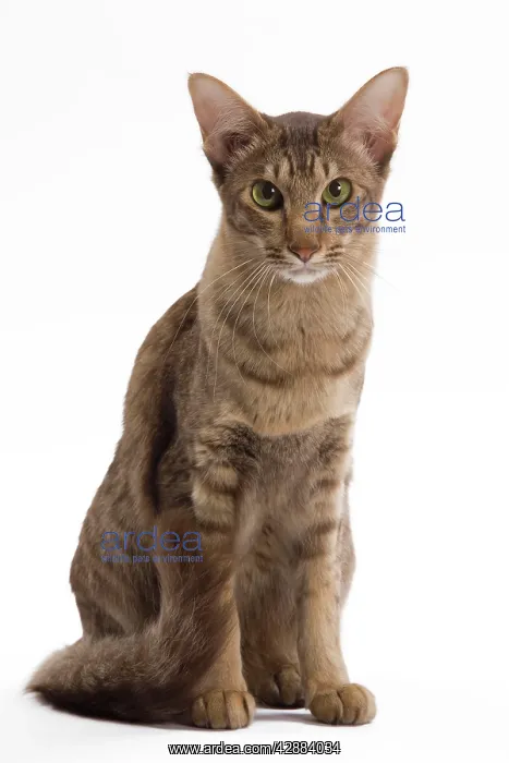 : Cat - Mandarin chocolate spotted tabby - 1 year : Cat - Mandarin chocolate spotted tabby - 1 year