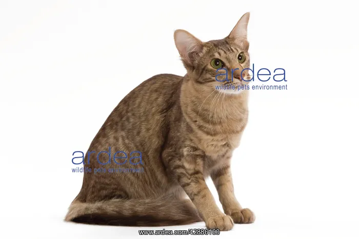 : Cat - Mandarin chocolate spotted tabby - 1 year : Cat - Mandarin chocolate spotted tabby - 1 year