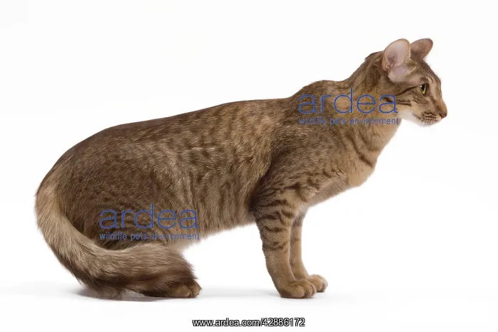 : Cat - Mandarin chocolate spotted tabby - 1 year : Cat - Mandarin chocolate spotted tabby - 1 year