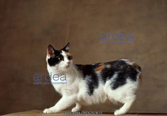  : Cat - Manx Cat - Tricolour
