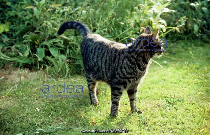 : Cat - about to mark it's territory / spraying / urinating : Cat - about to mark it's territory / spraying / urinating
