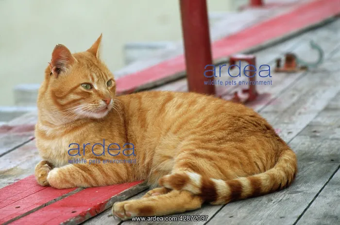  : CAT - MARMALADE, Sitting