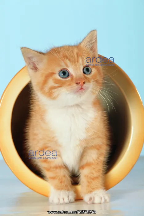 : CAT - marmalade and white kitten emerging from pot : CAT - marmalade and white kitten emerging from pot