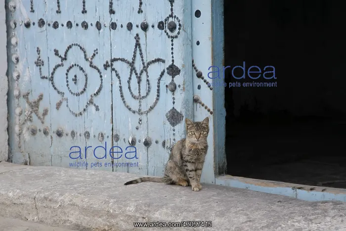 : A cat in the Medina in Kairouan Tunisia : A cat in the Medina in Kairouan Tunisia