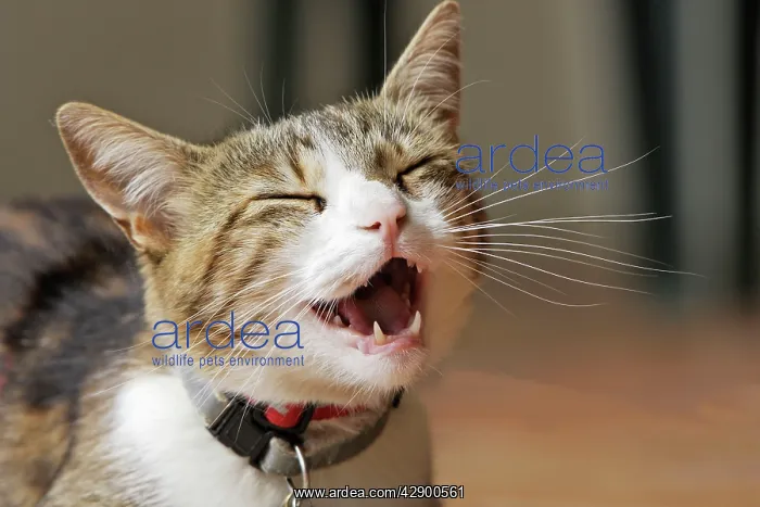 : Cat - miaowing / calling : Cat - miaowing / calling