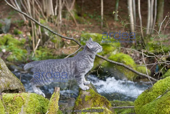 : Cat on mossy rock in the forest Alsace France : Cat on mossy rock in the forest Alsace France
